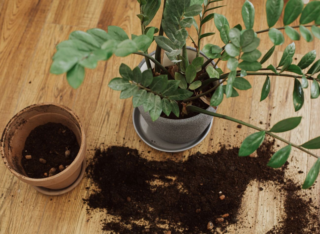 Das ist die beste Methode, um Fliegen loszuwerden. Streuen Sie sie über den Blumentopf, und das Problem mit den fliegenden Fliegen ist gelöst.