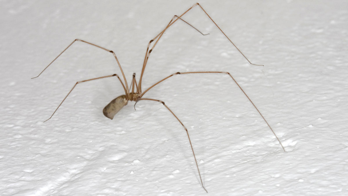 Ein Haus ohne Spinnen, wenn man es im Herbst macht. Ohne Chemie, ohne Stress