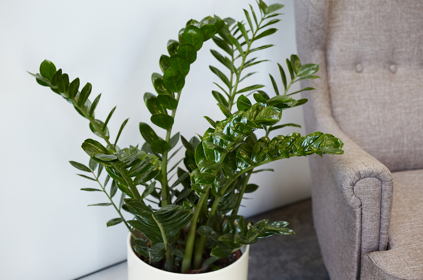 Streuen Sie dies auf die Zamioculcas, und die Blätter werden wieder lebendig. Ein einfacher Trick aus dem Küchenschrank