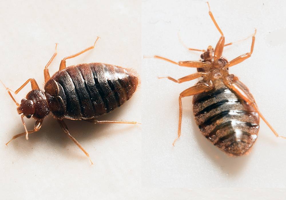 Diese Methode eignet sich am besten zur Bekämpfung von Bettwanzen.