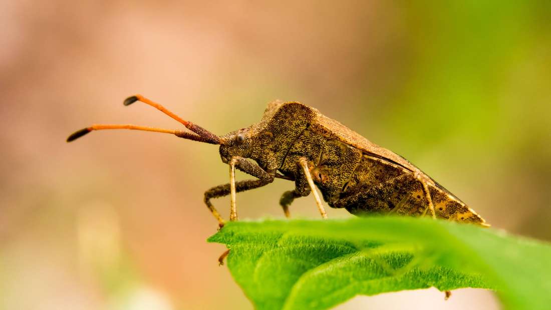 Stinkende Wanzen in der Wohnung – ein Alarmsignal für alle