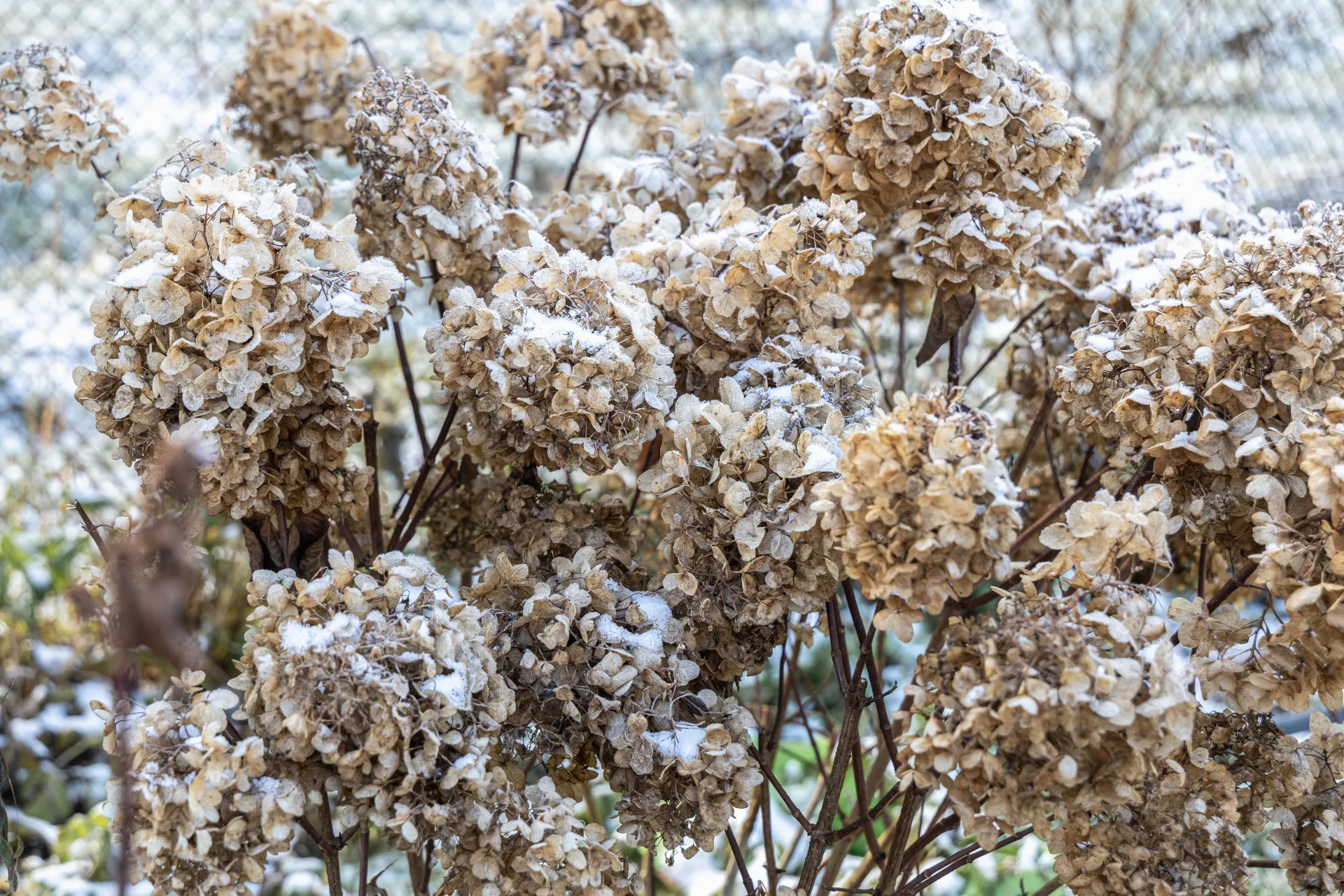 Wann sollte man Hortensien für den Winter abdecken? Informieren Sie sich, bevor es zu spät ist