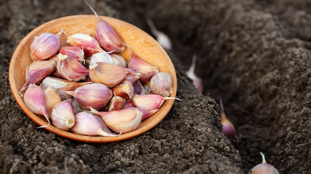 Letzte Chance, diesen Knoblauch zu pflanzen. Verpassen Sie diesen Termin nicht, und er wird es Ihnen im Frühjahr danken
