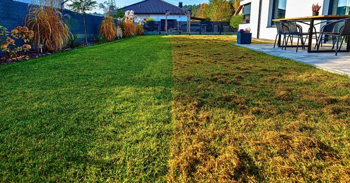 Dies ist die beste Zeit, um Moos vom Rasen zu entfernen. 100 g dieses Pulvers reichen dafür aus. Das Moos wird im Frühjahr nicht zurückkommen!