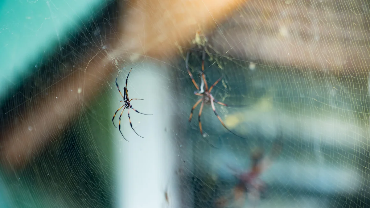 Ein Haus ohne Spinnen, wenn man es im Herbst macht. Ohne Chemie, ohne Stress