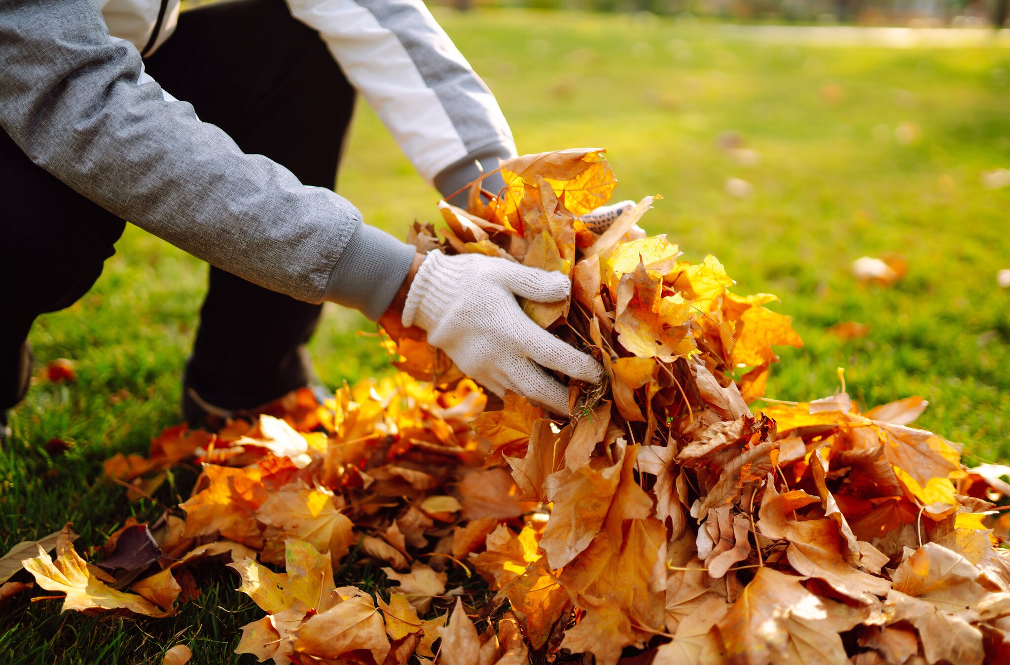 Wenn der Baum Ihres Nachbarn Ihren Garten mit Blättern bedeckt: Was Sie mit den Blättern tun können, was verboten ist und wie Sie den Ärger Ihrer Nachbarn vermeiden können.