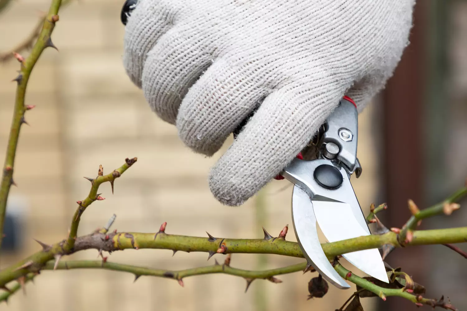 Diese vier Pflanzen müssen im Oktober zurückgeschnitten werden: Später ist es schon zu spät.