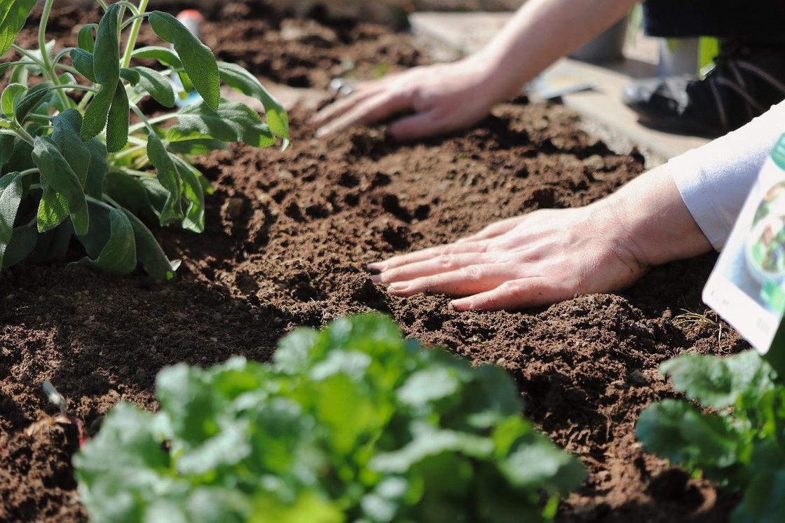 Dieses Ritual im November, das alles im Garten verändert, ist eine unscheinbare Handlung, die den Boden erweckt und eine reiche Ernte im Frühling verspricht.