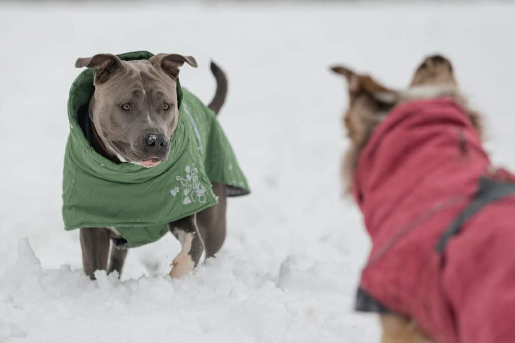 Tierärzte sagen, und das steht außer Frage: So muss man einen Hund wärmen, damit er nicht unter der Kälte leidet