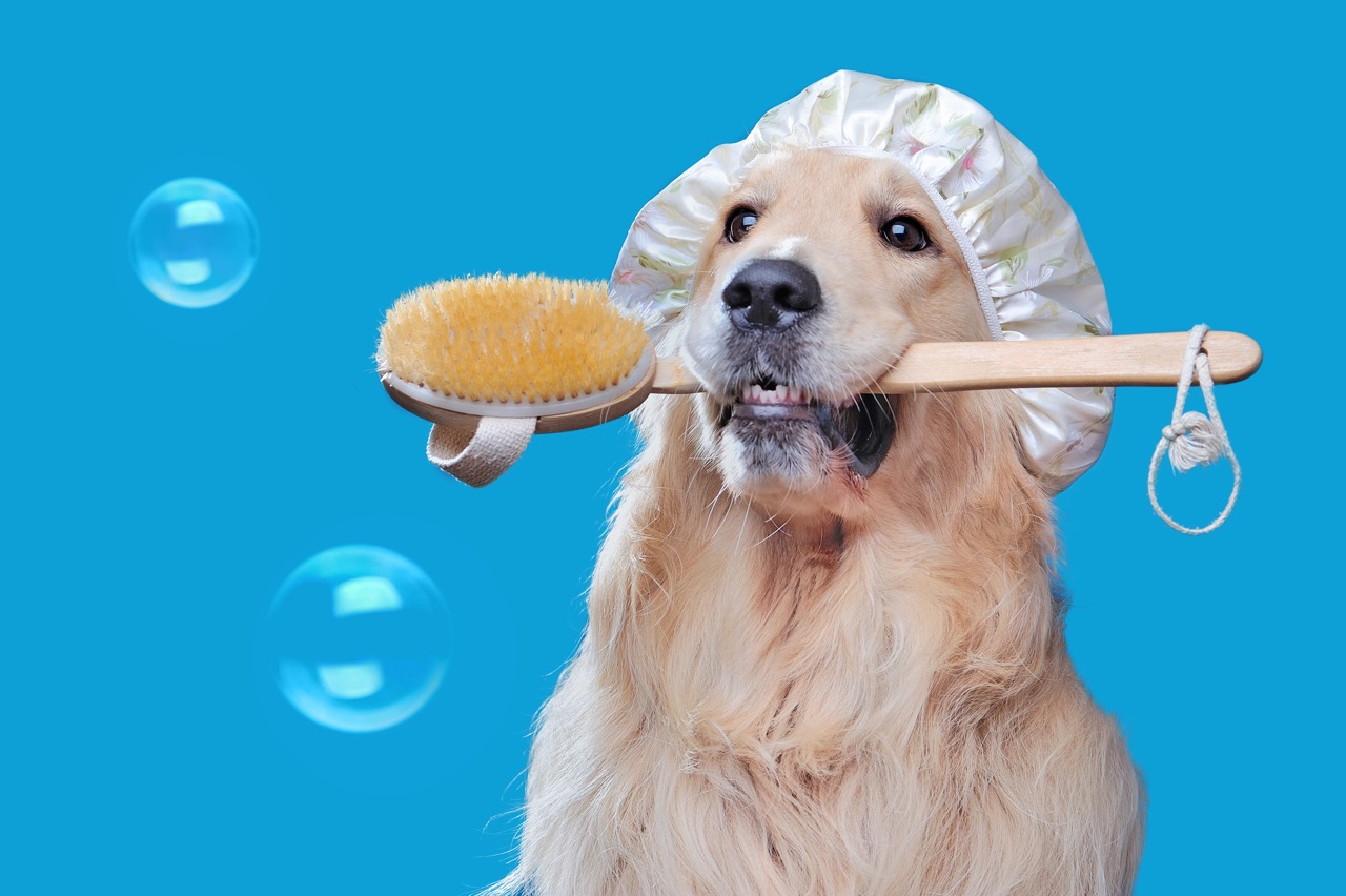 Weder Essig noch Backpulver: Ein einfacher Trick, den Experten empfehlen, um Hundegeruch im Haus zu beseitigen