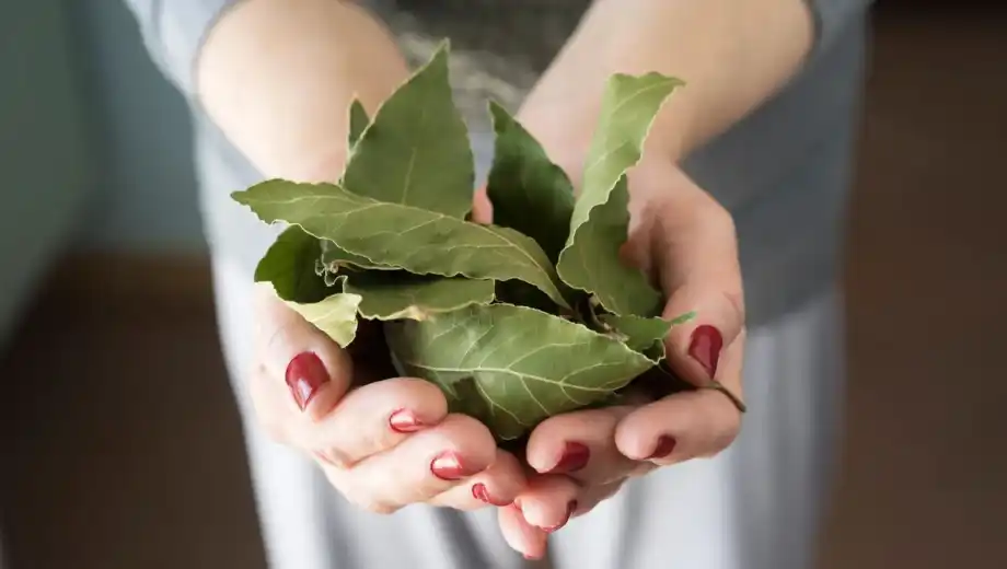 Ratten und Mäuse, die sich in Ihrem Haus einnisten, hassen dieses kleine Blatt, das Sie in Ihrer Küche haben!