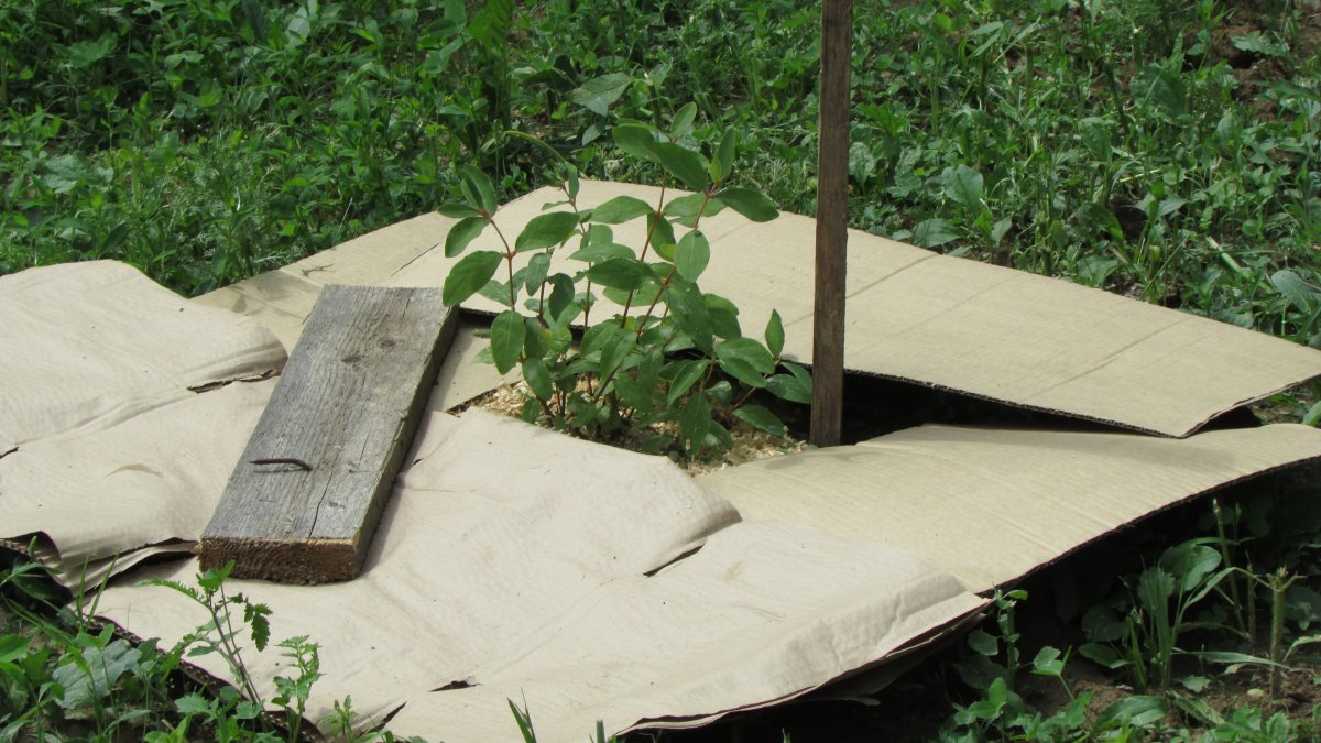 Pflanzen Sie im November in Ihrem Garten. Im Frühjahr werden Sie kein einziges Unkraut mehr sehen
