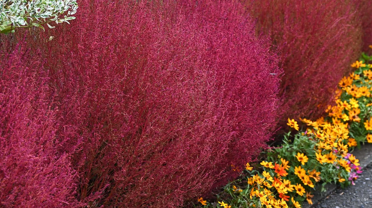 Diese Pflanze ist schöner als Heidekraut und Astern. Sie bildet eine perfekte Kugel.