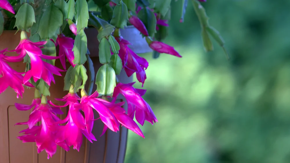 Erfüllen Sie diese Pflanze mit Leben, und sie wird Ihnen eine ganze Blütenpracht schenken.