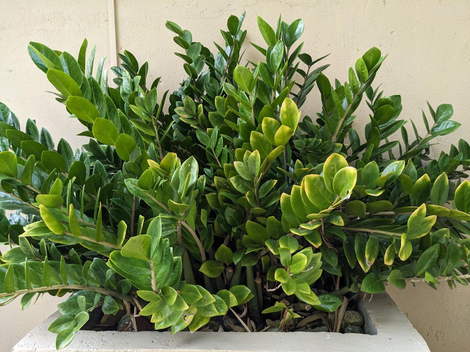 „Keine andere Pflanze verträgt Temperaturen von 15 °C so gut“: Der unerwartete Erfolg des Zamioculcas