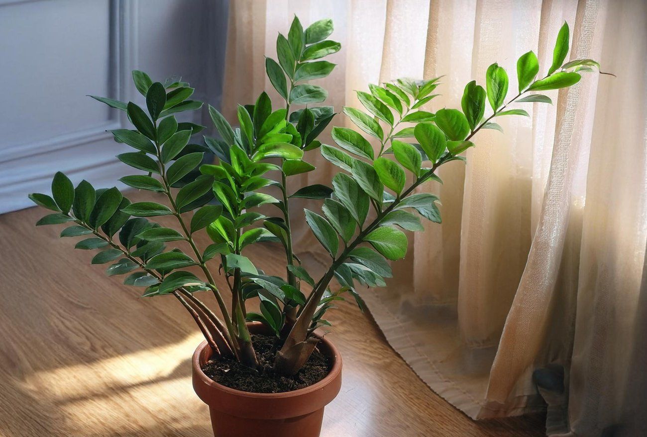Streuen Sie dies auf die Zamioculcas, und die Blätter werden wieder lebendig. Ein einfacher Trick aus dem Küchenschrank