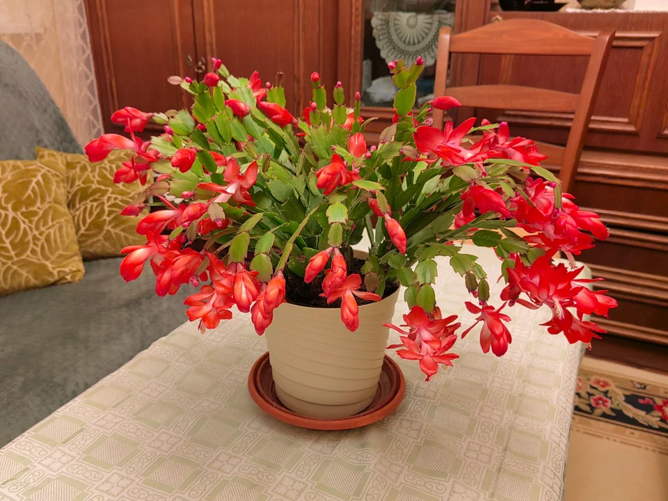 Gießen Sie die Schlumbergera mit „schwarzem Wasser“ – nach zwei Wochen erscheinen neue Knospen