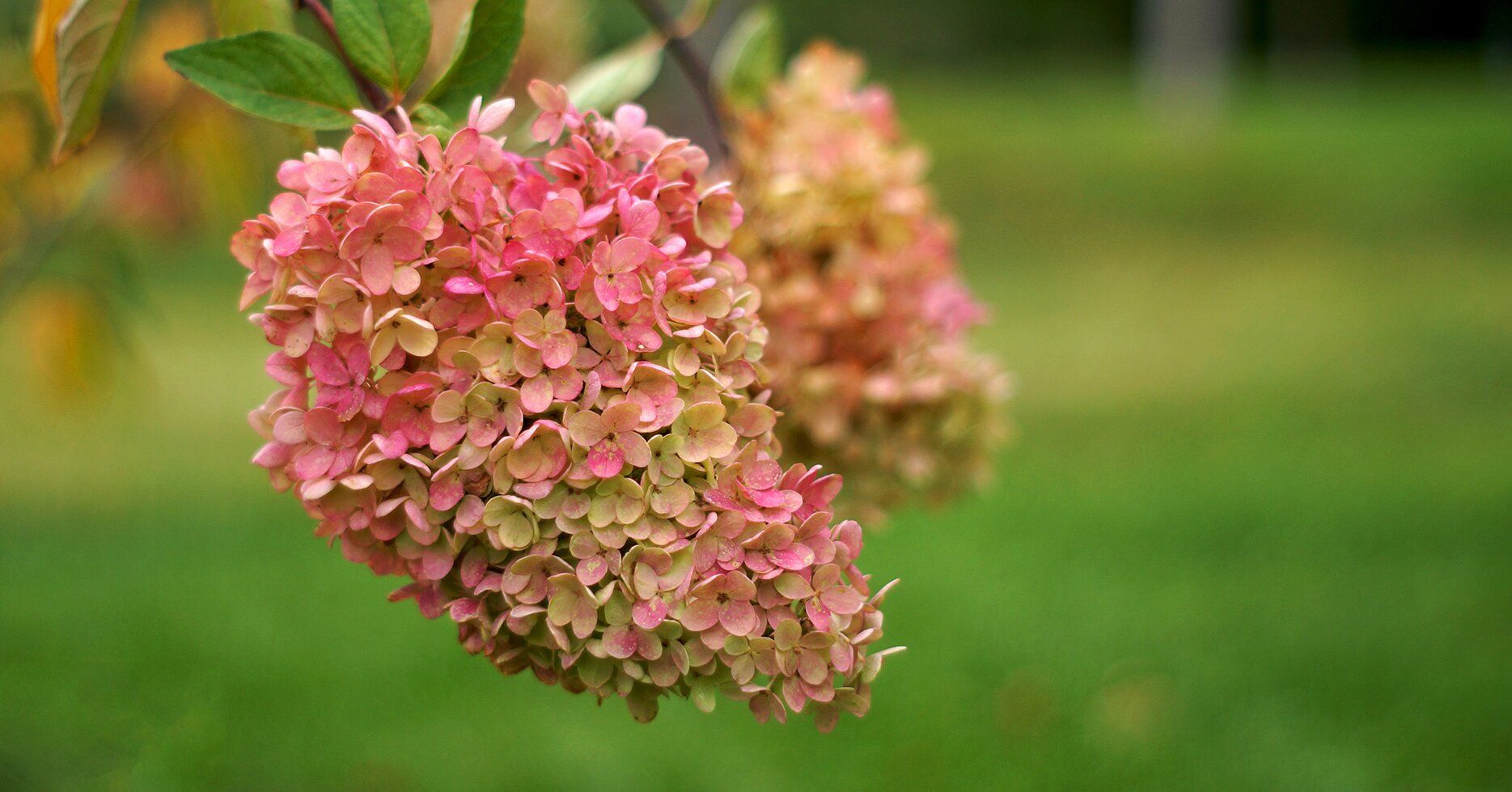 Sie haben noch eine Woche Zeit, um dies mit Ihren Hortensien zu tun. Andernfalls werden Sie im Frühjahr statt riesiger Blüten nur leere Stiele vorfinden. Rezept für die Überwinterung von Hortensien nach der Methode eines japanischen Gärtners