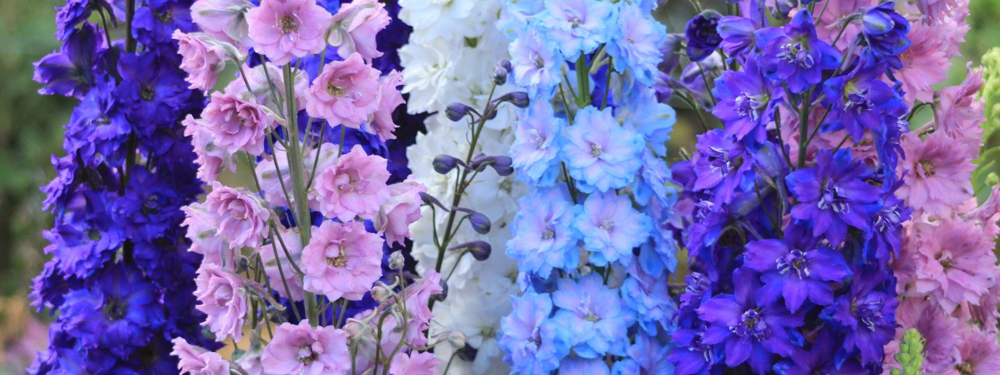 Pflanzen Sie diese Gartenblume im Oktober. Im Sommer wird sie reichlich blühen und Sie mit einem purpurfarbenen Mosaik erfreuen.