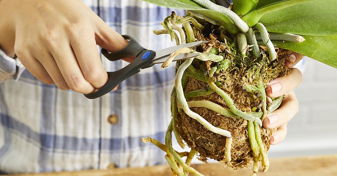 Jetzt ist der beste Zeitpunkt, um Ihre Orchidee umzutopfen: Hier sind einige Tipps, die ihr helfen, wieder zu blühen!