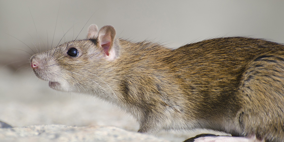 Die 5 besten Methoden, um Ratten loszuwerden!