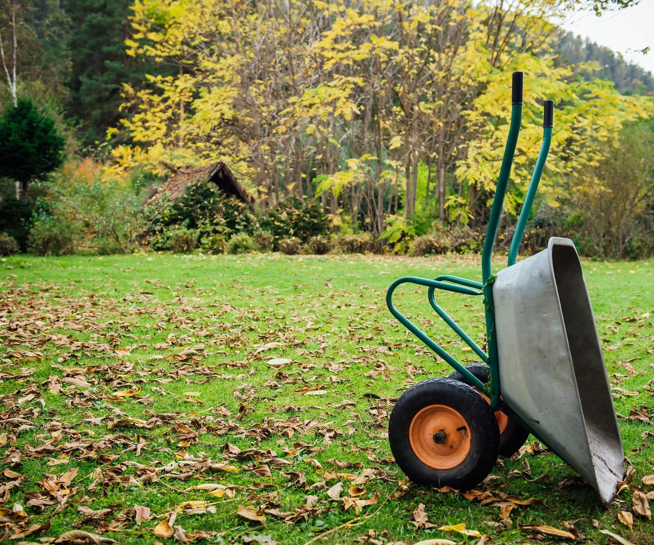 Streuen Sie es noch im November auf den Rasen im Garten. Im Frühjahr wird das Gras grün und üppig sein. Wie pflegt man den Rasen im Herbst?