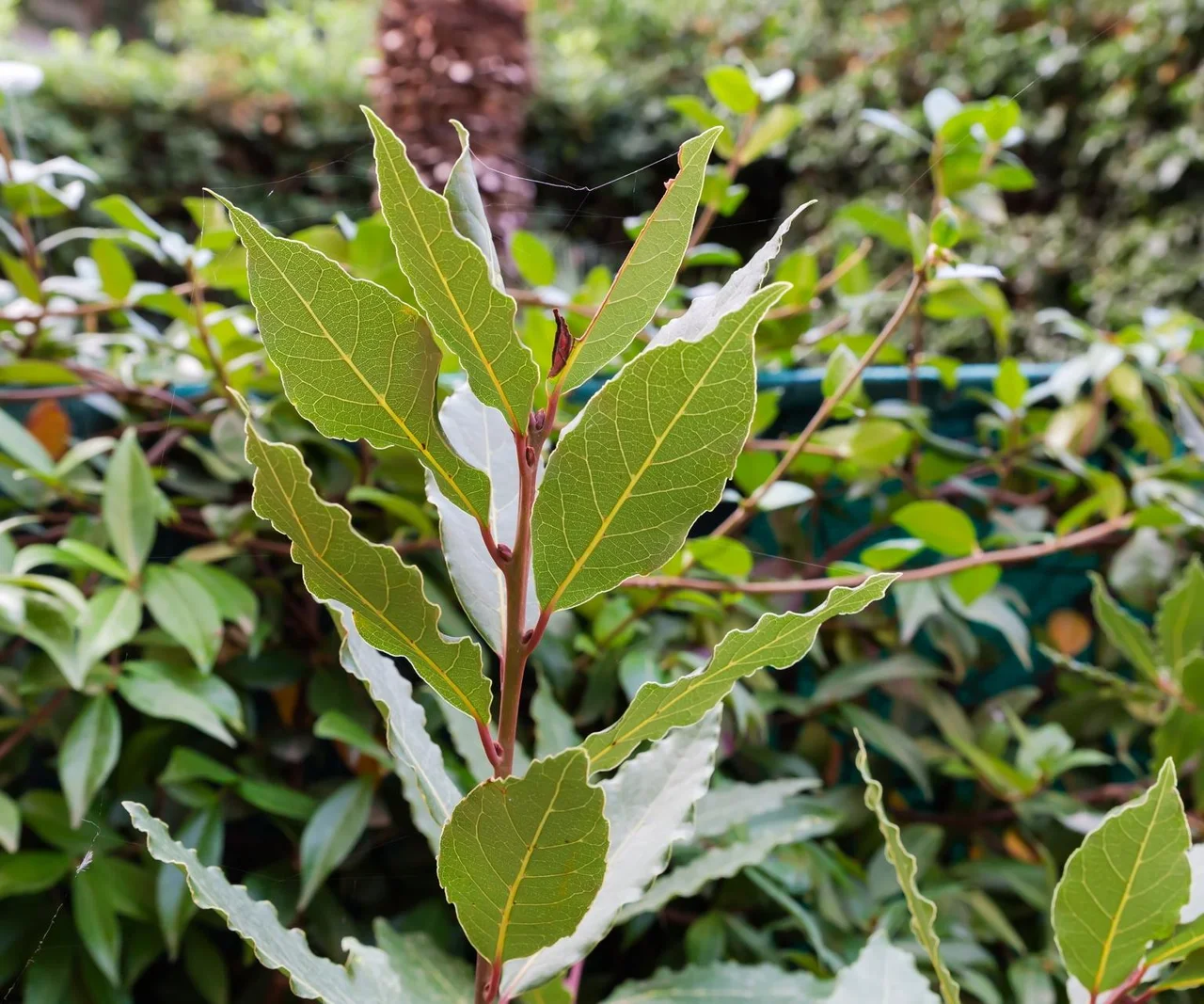 Geldtrick: Was bedeutet es, Lorbeerblätter in die Schuhe zu legen, und warum wird dies empfohlen?