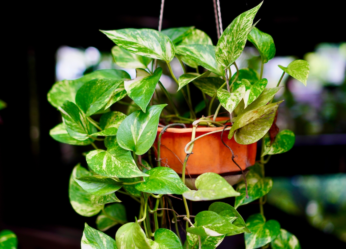 Wo sollte man einen Efeutute im Haus aufstellen, damit er große und gesunde Blätter entwickelt?