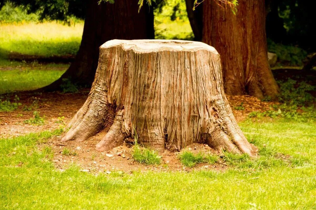 Schütten Sie es auf den Baumstumpf und decken Sie ihn mit einer Plane ab. Bald wird keine Spur mehr davon zu sehen sein!