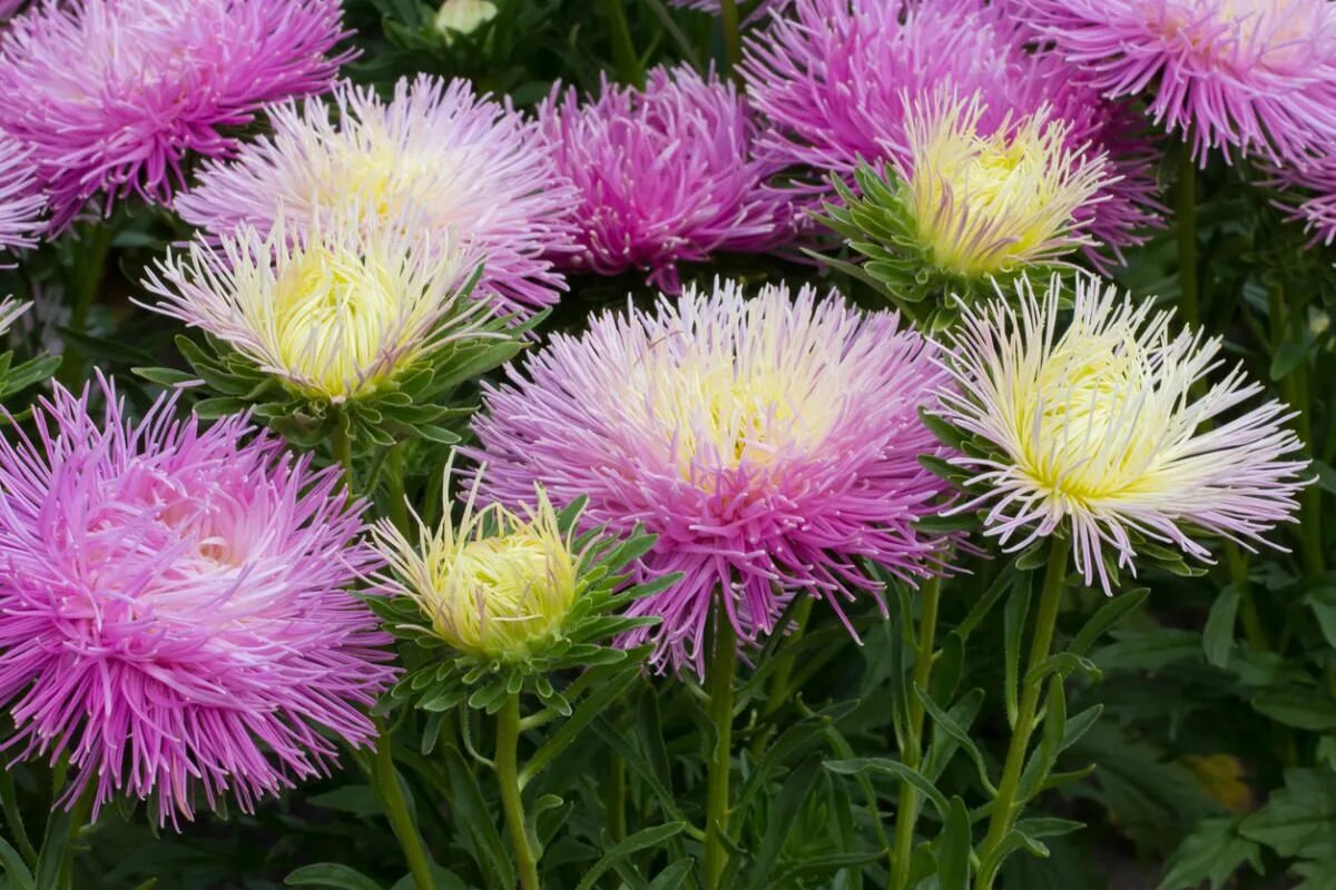 Vergessen Sie das Pflanzen von Heidekraut. „Brennendes Gras“ – der Hit der Herbstgärten