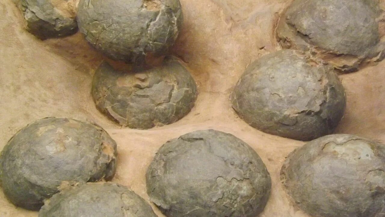 Archäologen trauen ihren Augen nicht: In Spanien wurden 72 Millionen Jahre alte Dinosauriereier entdeckt