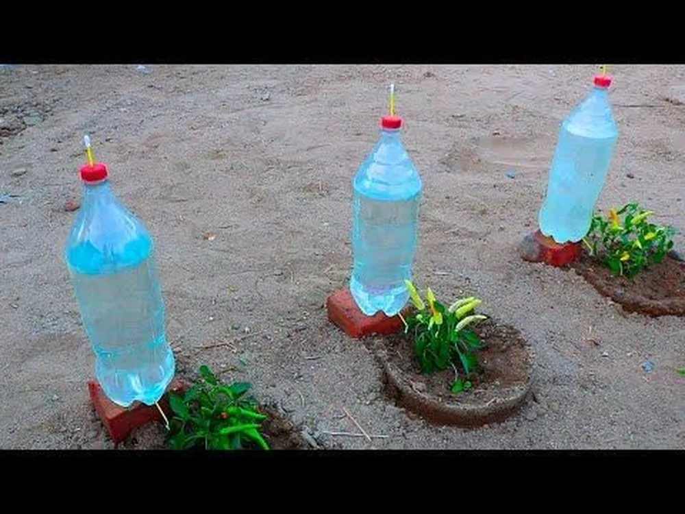 Wie man Plastikflaschen in Töpfe mit automatischem Bewässerungssystem verwandelt: ein Trick, den Baumschulen anwenden