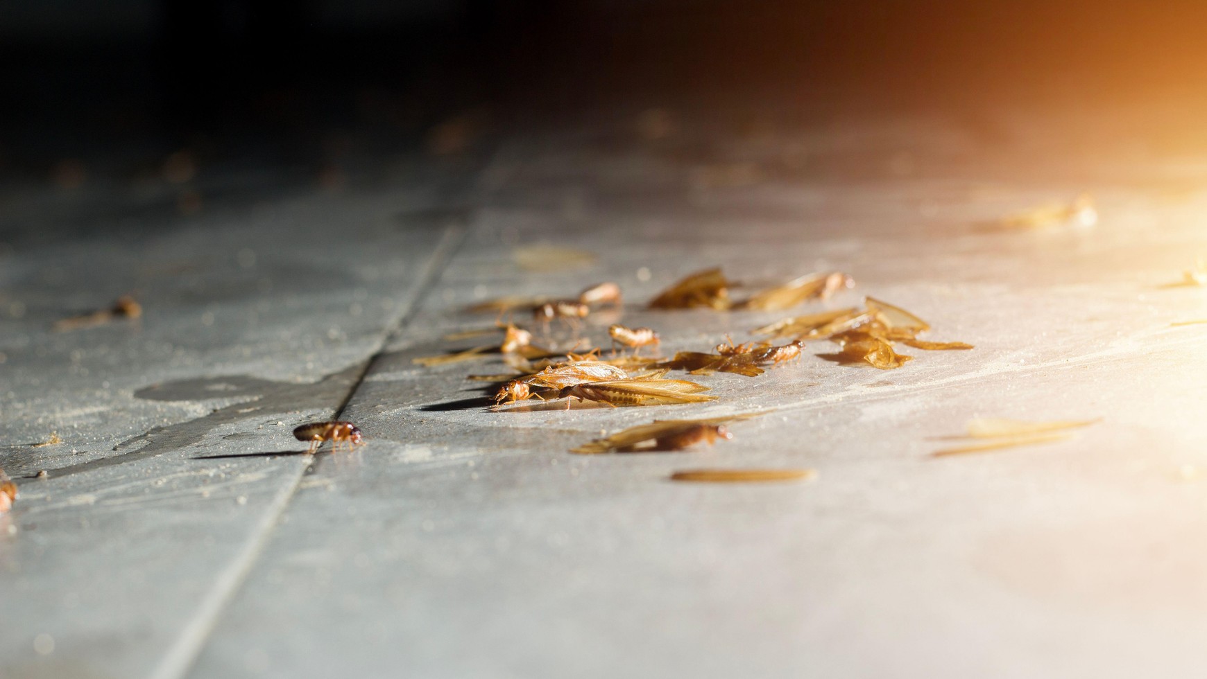 So werden Sie Motten und Ameisen los. Wirkt besser als chemische Mittel aus der Apotheke.