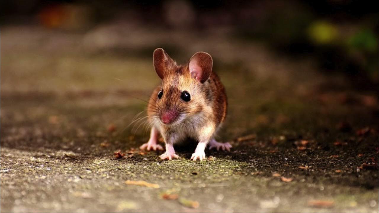 Mäuse verschwinden innerhalb weniger Stunden. Dieser amerikanische Trick sorgt in deutschen Haushalten für Furore