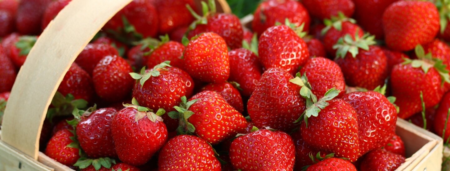 Weder im Kühlschrank noch in der Obstschale – das ist der beste Ort, um Erdbeeren aufzubewahren, damit sie nicht verderben.