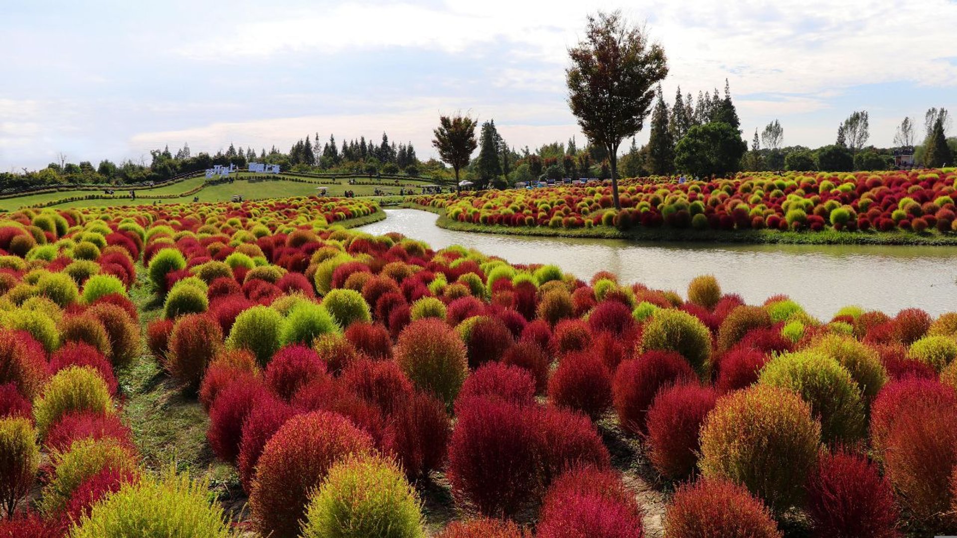 Vergessen Sie das Pflanzen von Heidekraut. „Brennendes Gras“ – der Hit der Herbstgärten