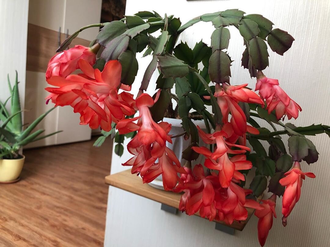 Gießen Sie die Schlumbergera mit „schwarzem Wasser“ – nach zwei Wochen erscheinen neue Knospen