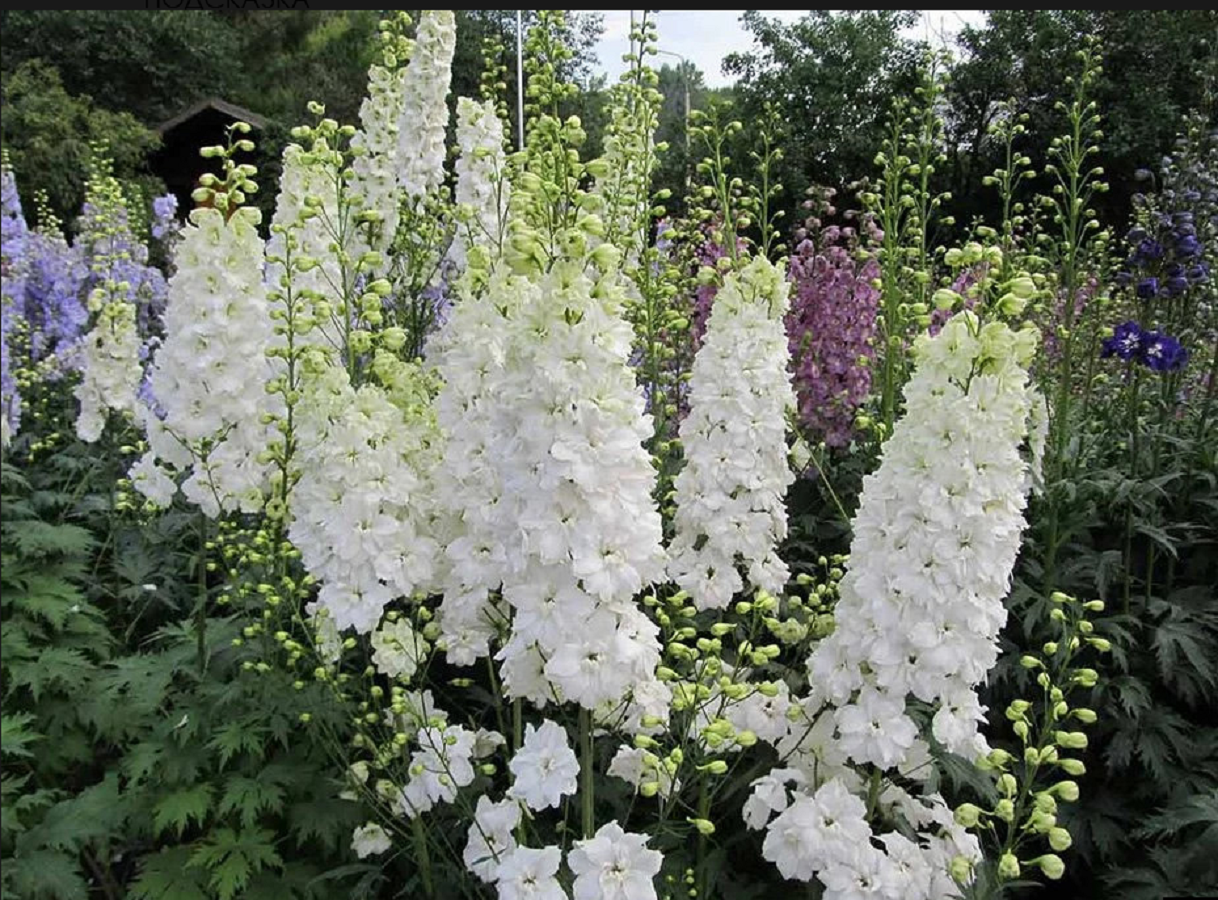 Pflanzen Sie diese Gartenblume im Oktober. Im Sommer wird sie reichlich blühen und Sie mit einem purpurfarbenen Mosaik erfreuen.