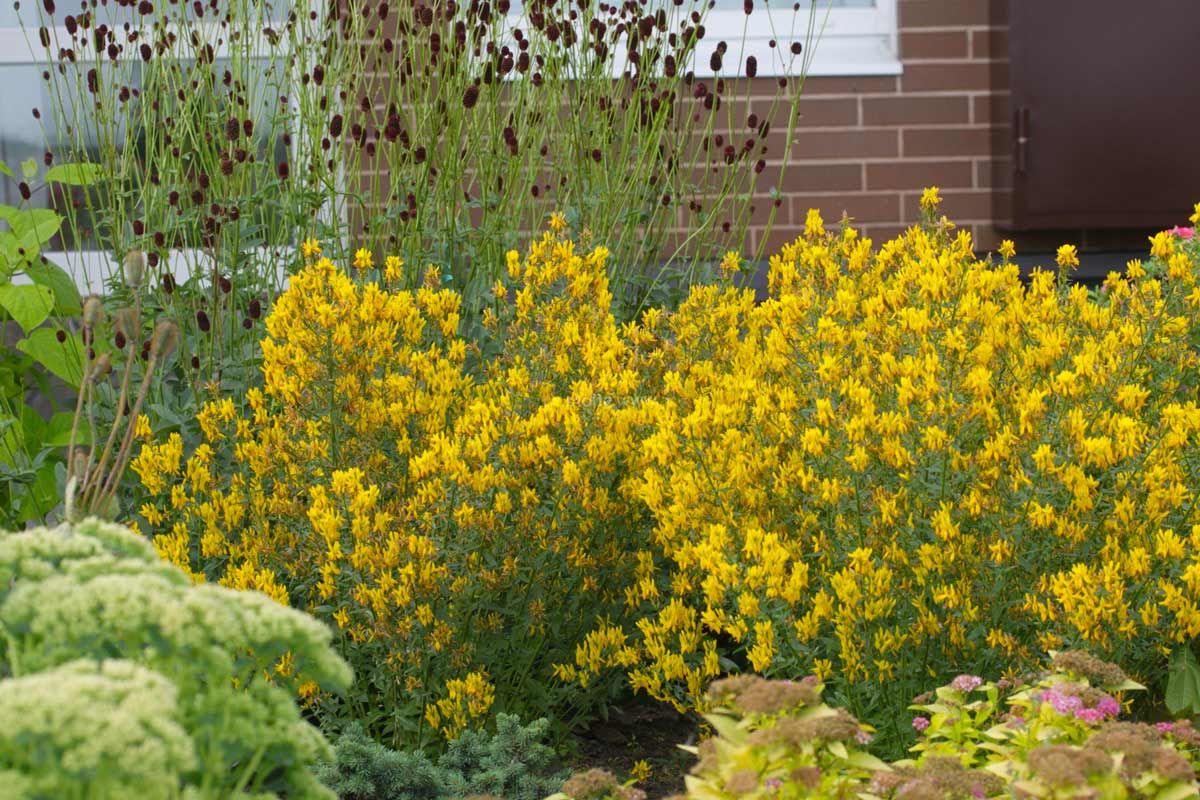 Diese Pflanze ist schöner als Heidekraut und Astern. Sie bildet eine perfekte Kugel.